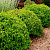 Дерен отпрысковый 'Келсеи' (Cornus stolonifera 'Kelsey')