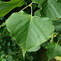Липа мелколистная 'Ранчо'  (Tilia cordata 'Rancho')