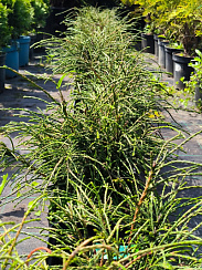 Туя складчатая 'Випкорд' (Thuja plicata 'Whipcord')