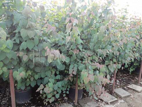 bagryannik-yaponskij-cercidiphyllum-japonicum-sazhency.jpg