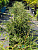 Туя складчатая 'Випкорд' (Thuja plicata 'Whipcord')