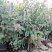 bagryannik-yaponskij-cercidiphyllum-japonicum-sazhency.jpg