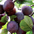 Слива домашняя 'Этюд' (Prunus domestica 'Этюд')