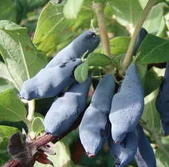Жимолость съедобная 'Гордость Бакчара' (Lonicera caerulea 'Гордость Бакчара')