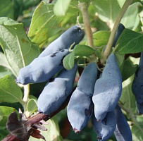 Жимолость съедобная 'Гордость Бакчара' (Lonicera caerulea 'Гордость Бакчара')