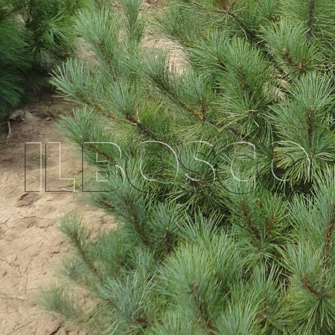 sosna-vejmutova-pinus-strobus-chast-krony.jpg