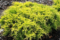 Можжевельник пфицериана 'Голд Стар' (Juniperus pfitzeriana 'Gold Star')