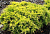 Можжевельник пфицериана 'Голд Стар' (Juniperus pfitzeriana 'Gold Star')