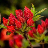 Рододендрон листопадный 'Кроссватер Ред' (Rhododendron luteum 'Crosswater Red')