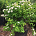 spireya-vangutta-spiraea-vanhouttei-sazhenec.jpg