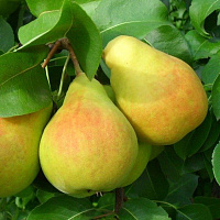 Груша обыкновенная 'Память Жегалова' (Pyrus communis 'Память Жегалова')
