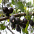Йошта (Ribes jostabes)