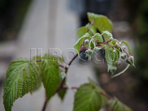 malina-obyknovennaya-gerakl-rubus-idaeus-butony.jpg