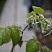 malina-obyknovennaya-gerakl-rubus-idaeus-butony.jpg
