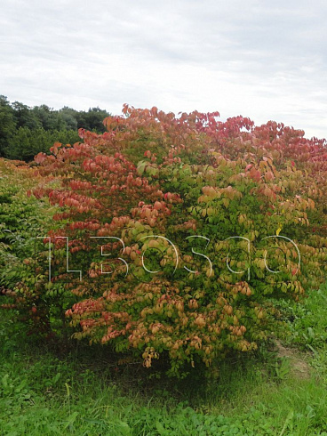 beresklet-krylatyj-euonymus-alatus-krona.jpg