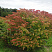 beresklet-krylatyj-euonymus-alatus-krona.jpg