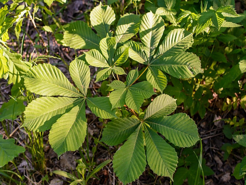 kashtan-konskij-aesculus-hippocastanum-list