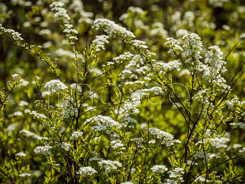 spireya-seraya-grefshejm-spiraea-cenerea-grefsheim-sazhency.jpg