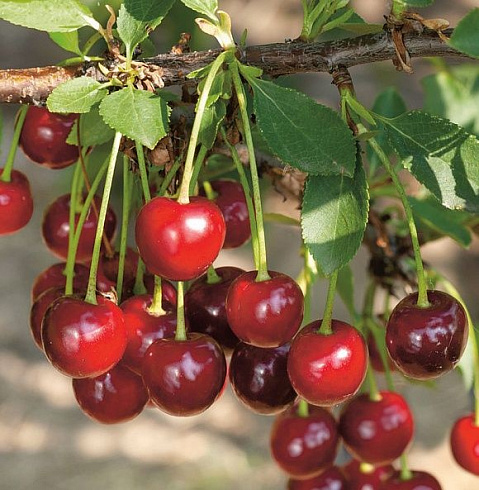 Вишня степная 'Изобильная' (Cerasus fruticosa 'Изобильная')