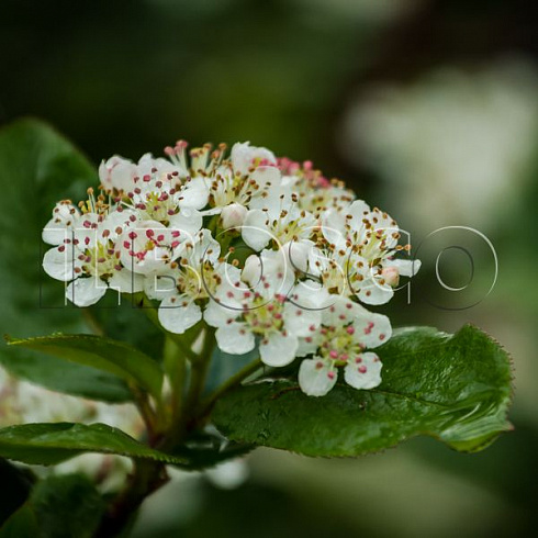 aroniya-chernoplodnaya-ryabina-chernoplodnaya-aronia-melanocarpa-cvety.jpg
