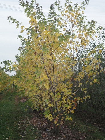 klen-serebristyj-acer-saccharinum-osennyaya-krona