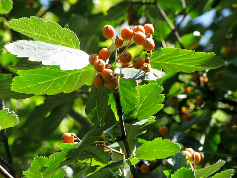 ryabina-promezhutochnaya-sorbus-intermedia-listya-s-plodami