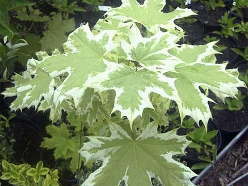 klen-ostrolistnyj-drummonda-acer-platanoides-drummondii-list-krupnyj-plan