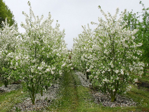 yablonya-dekorativnaya-ehverest-malus-evereste-derevya-ryadami