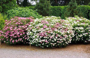 Спирея японская 'Генпей' (Spiraea japonica 'Genpei')