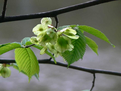 vyaz-shershavyj-ulmus-glabra-plody