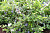 Голубика высокорослая 'Голдтраубе 71' (Vaccinium corymbosum 'Goldtraube 71')