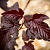 Пузыреплодник калинолистный 'Леди ин Ред' (Physocarpus opulifolium 'Lady in Red' (2))