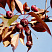 yablonya-dekorativnaya-royalti-malus-royalty-plody