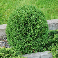 Туя западная 'Тайни Тим' (Thuja occidentalis 'Tiny Tim' )