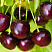 chereshnya-iput-prunus-avium-iput-sbor-plodov-v-iyune