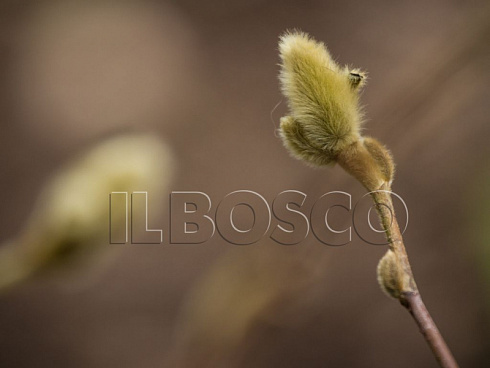 magnoliya-zvezdchataya-magnolia-stellata-pochka.jpg