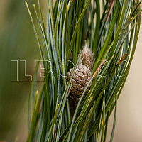 Сосна сибирская кедровая (Pinus cembra sibirica)