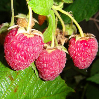 Малина ремонтантная 'Геракл' (Rubus idaeus 'Геракл')
