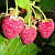 Малина ремонтантная 'Геракл' (Rubus idaeus 'Геракл')