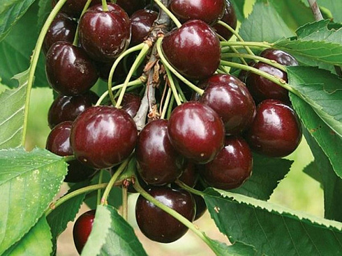 vishnya-obyknovennaya-shokoladnica-cerasus-vulgaris-shokoladnica-myakot-legko-otdelyaetsya-ot-kostochki