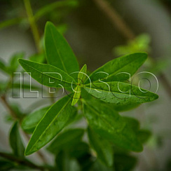Бирючина обыкновенная 'Атровиренс' (Ligustrum vulgaris 'Atronirens')