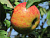 Яблоня домашняя 'Медуница' (Malus domestica 'Медуница')