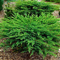 Можжевельник прибрежный 'Шлягер' (Juniperus conferta 'Schlager')