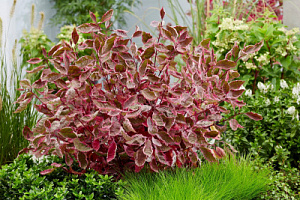 Дерен белый 'Миракл' (Cornus alba 'Miracle')
