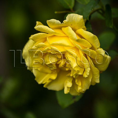 roza-pletistaya-golden-gejt-rose-golden-gate-cvetok.jpg