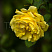 roza-pletistaya-golden-gejt-rose-golden-gate-cvetok.jpg