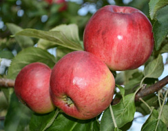 Яблоня домашняя 'Легенда' (Malus domestica 'Легенда')