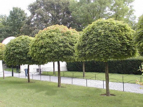 klen-ostrolistnyj-globozum-acer-platanoides-globosum-ryad-derevev