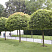 klen-ostrolistnyj-globozum-acer-platanoides-globosum-ryad-derevev