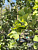 Гинкго двулопастный 'Хунор' (Ginkgo biloba 'Hunor')